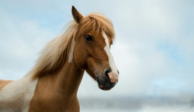 Ανακαλύφθηκε άλογο 42.000 ετών στον κρατήρα Batagaika της Σιβηρίας – Οι προσπάθειες κλωνοποίησης