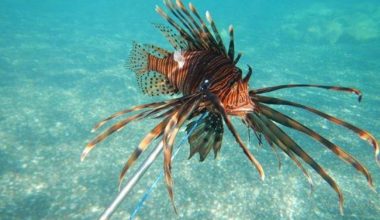 Λεοντόψαρο και λαγοκέφαλος: Τα δύο επικίνδυνα για τον άνθρωπο ψάρια των ελληνικών θαλασσών