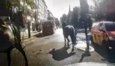 Βίντεο: Ξέφυγαν ξανά άλογα του Στρατού – Έτρεχαν στο κέντρο του Λονδίνου 