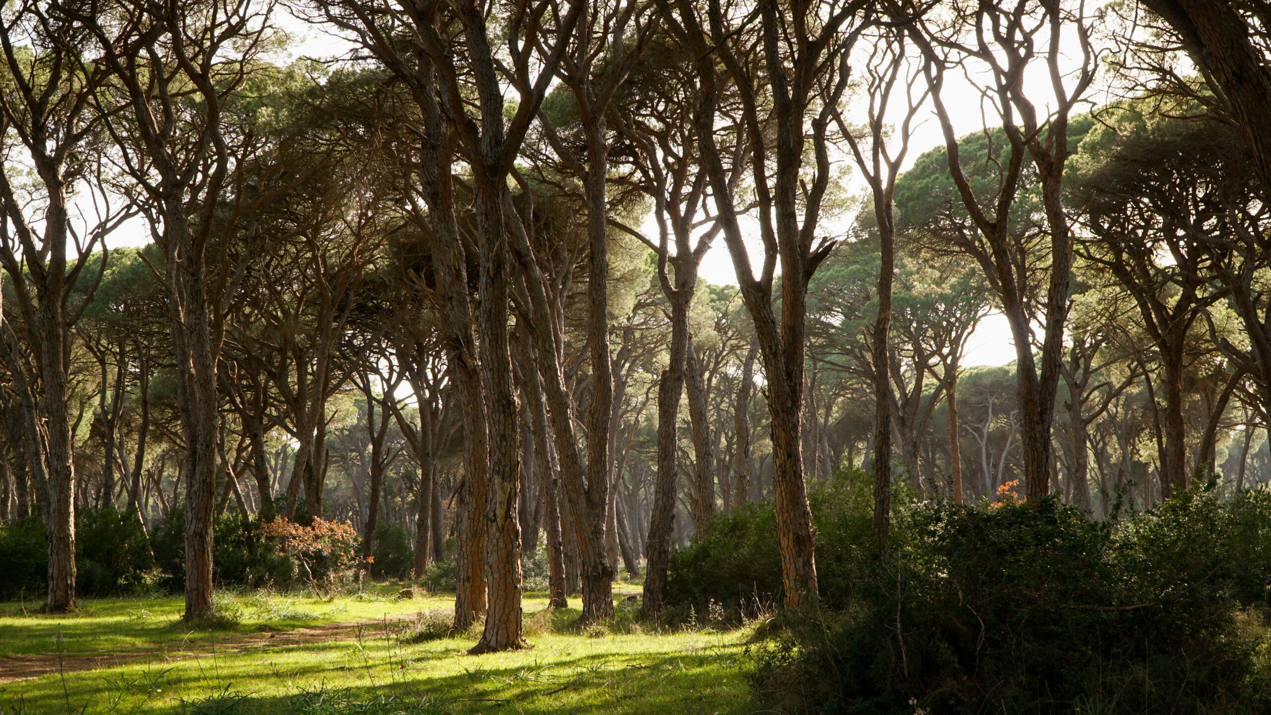 Αχαΐα: Μέρος του Εθνικού Πάρκου Στροφυλιάς μετατρέπεται σε πάρκιγνκ