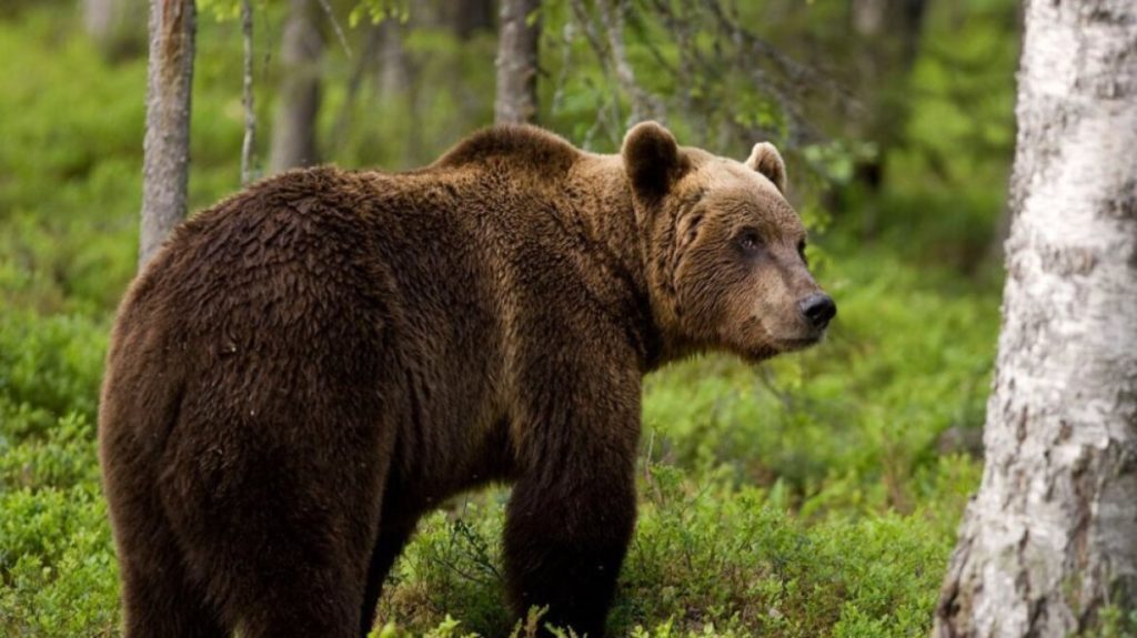 Αρκούδα «έκοβε βόλτες» σε αυλή σπιτιού στο Περιβόλι Γρεβενών (βίντεο)