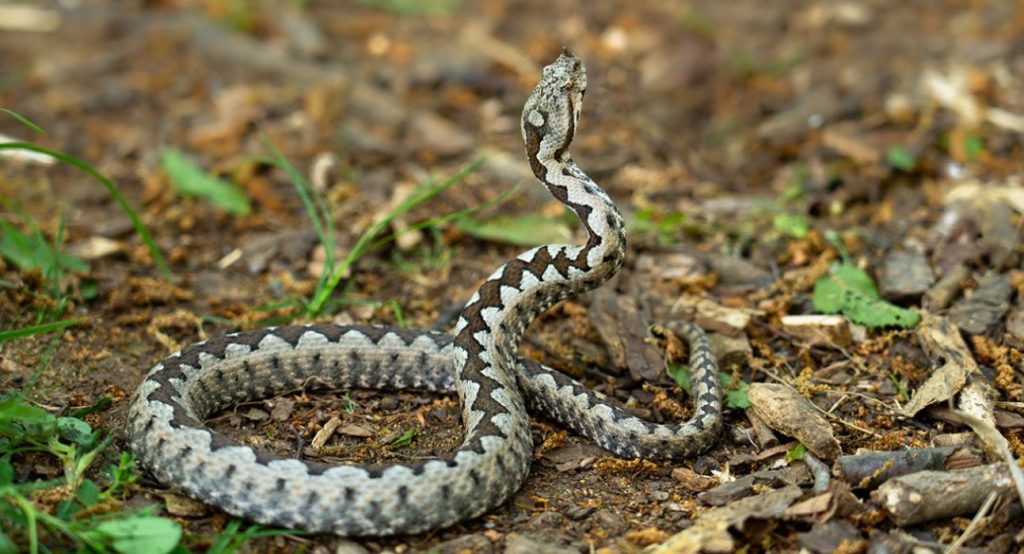 Τα δηλητηριώδη φίδια που υπάρχουν στην Ελλάδα – Πόσο επικίνδυνα είναι (βίντεο)