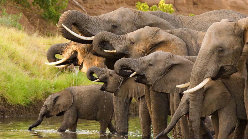 Νότια Αφρική: Τουρίστας ποδοπατήθηκε μέχρι θανάτου από ελέφαντες