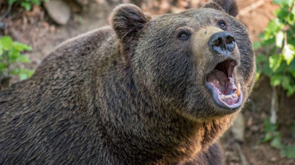 Έκτακτη σύγκληση της Βουλής στη Ρουμανία γιατί αυξήθηκαν οι επιθέσεις αρκούδων