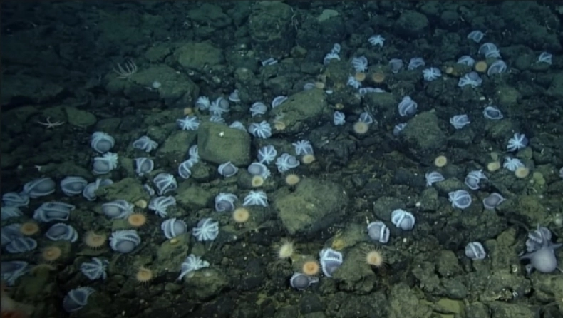 Επιστήμονες «έλυσαν» το μυστήριο γύρω από τον «Κήπο των χταποδιών»: Γιατί συγκεντρώνονται στον Ειρηνικό Ωκεανό (βίντεο)