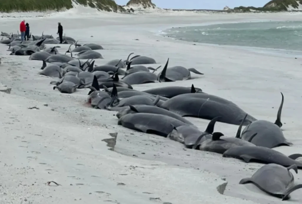 Σκωτία: Σπαρακτικό το θέαμα με κοπάδι φαλαινών που ξεβράστηκε στις ακτές