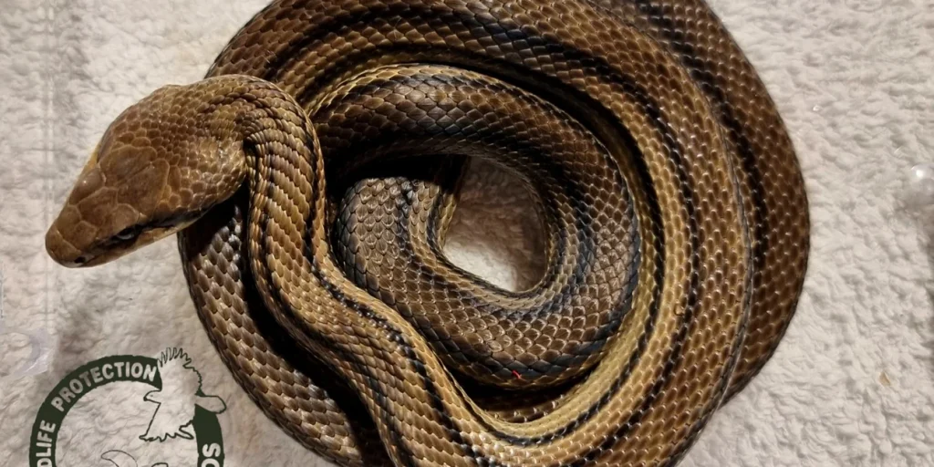 Νάξος: Φίδι εντοπίστηκε εγκλωβισμένο σε σπίτι (φωτο)
