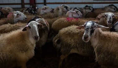 Πανώλη στα αιγοπρόβατα σε Καλαμπάκα και Έβρο – Έσφαξαν κοπάδι