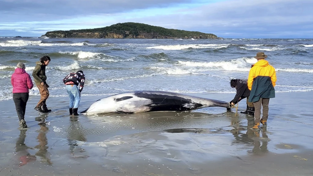Νέα Ζηλανδία: Η πιο σπάνια φάλαινα του κόσμου ξεβράστηκε σε παραλία – Μόνο 6 δείγματα έχουν βρεθεί παγκοσμίως (φωτο) 