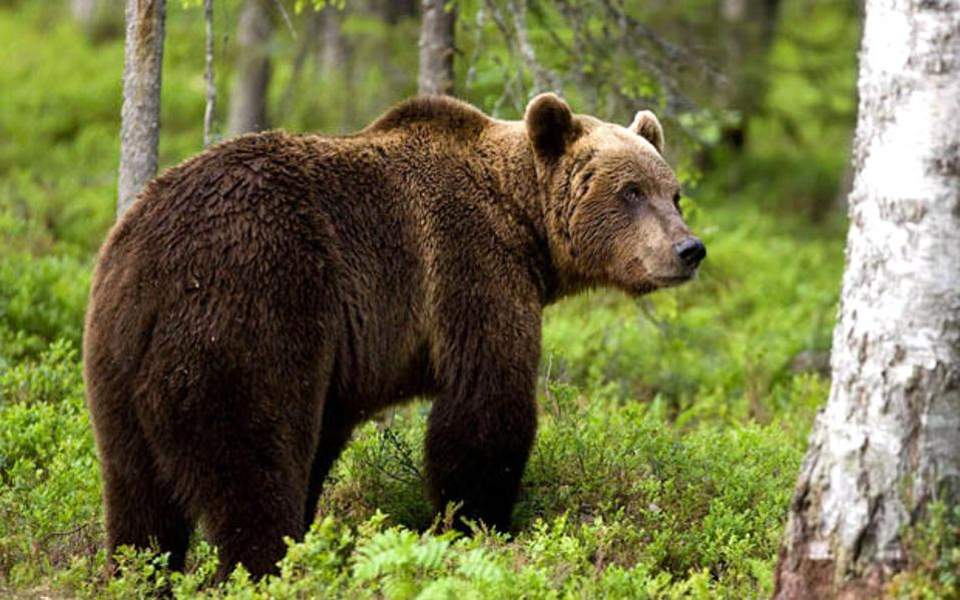 Αρκούδα επιτέθηκε σε Γάλλο τουρίστα σε δάσος στην Ιταλία