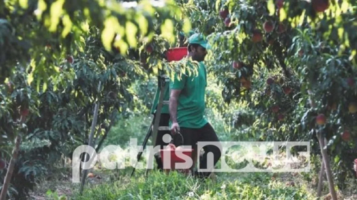 Αχαΐα: Αλλοδαπός βρέθηκε νεκρός σε δεξαμενή άρδευσης – Συνελήφθη ο ιδιοκτήτης του αγροκτήματος