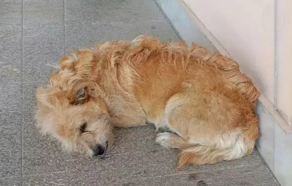 Ο «Χάτσικο» των Τρικάλων: Αυτός είναι ο σκύλος που περιμένει τον νεκρό ιδιοκτήτη του έξω από το νοσοκομείο (φωτο) 