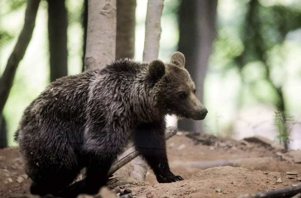 Καστοριά: Αρκούδα εθεάθη να «κόβει βόλτες» στο Άργος Ορεστικό (βίντεο)