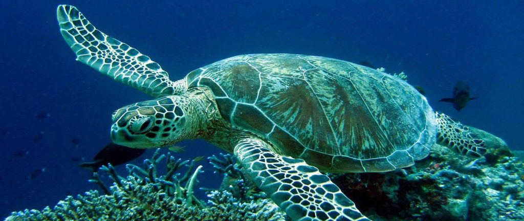 Χανιά: Επίθεση από θαλάσσια χελώνα σε κολυμβήτρια – Μεταφέρθηκε σε ιδιωτική κλινική για περίθαλψη