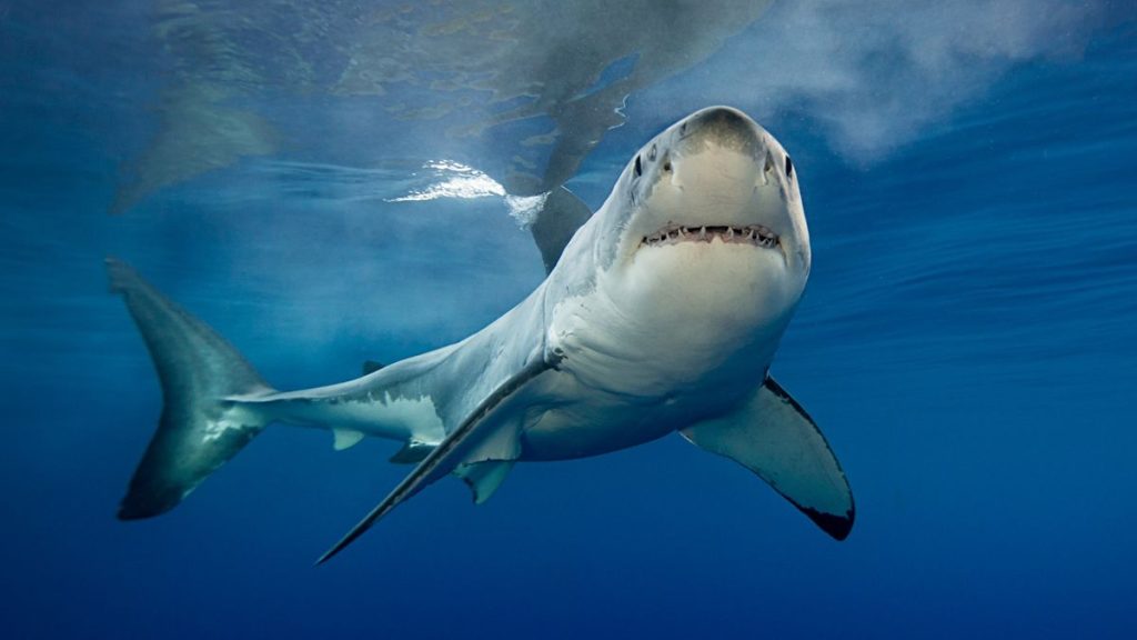 Ισπανία: Καρχαρίας ορμάει σε τουρίστες – Κραυγές από τους λουόμενους (βίντεο)