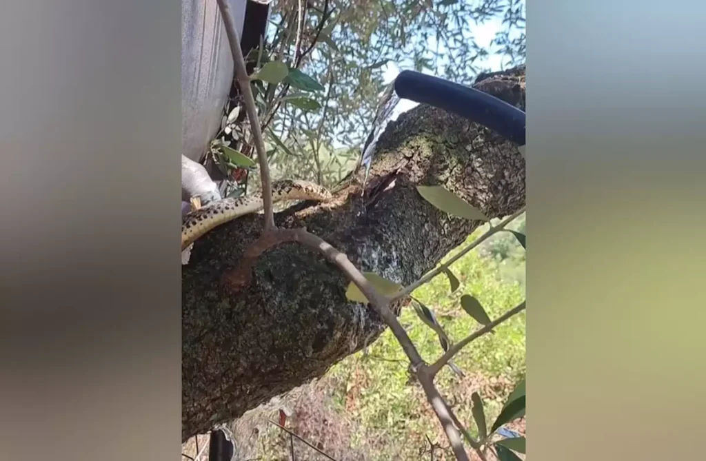 TikTok: Άνδρας έδωσε νερό σε διψασμένο φίδι και έγινε viral – Δείτε το βίντεο