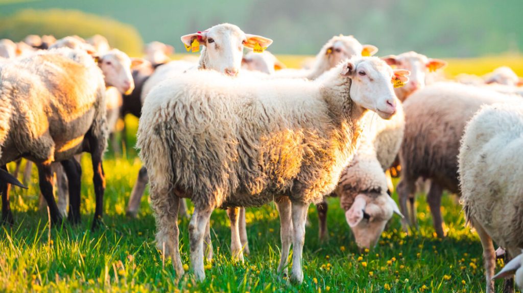 Θεσσαλία: Ανησυχία για τα πολλά κρούσματα πανώλης σε πρόβατα και κατσίκες – Τα μέτρα που έχουν ληφθεί