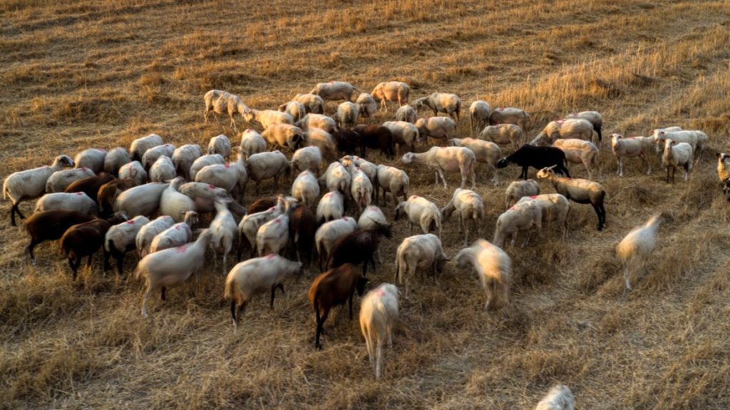 Πανώλη στα αιγοπρόβατα: Σε κατάσταση Ειδικής Κινητοποίησης κηρύχθηκε η Περιφέρεια Θεσσαλίας