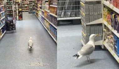 Βίντεο: Γλάρος «κόβει» βόλτες σε διάδρομο σούπερ μάρκετ – Έφυγε όταν πήρε το σνακ της αρεσκείας του