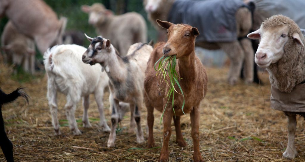 Αυξάνονται τα κρούσματα πανώλης σε αιγοπρόβατα στη Θεσσαλία – Καταγράφηκαν άλλα δύο