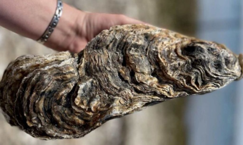 Αγγλία: Εντοπίστηκε γιγάντιο στρείδι – Ζυγίζει 2,5 κιλά (φωτο) 