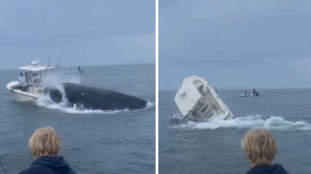ΗΠΑ: Η στιγμή που φάλαινα χτυπά βάρκα και «εκτοξεύει» στον αέρα δύο ψαράδες (βίντεο)