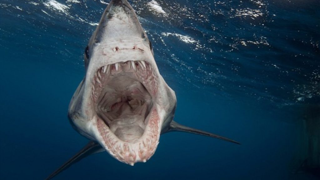 Στην Αυστραλία ξεβράστηκε στην ακτή το κομμένο πόδι σέρφερ που δέχθηκε επίθεση από λευκό καρχαρία