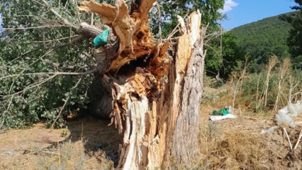 Σουφλί: Κεραυνός έκοψε κορμό δέντρου στη μέση και σκότωσε ακαριαία 15 πρόβατα (φωτο)