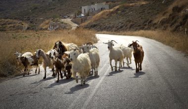 Θεσσαλία: 18 τα επιβεβαιωμένα κρούσματα πανώλης σε αιγοπρόβατα