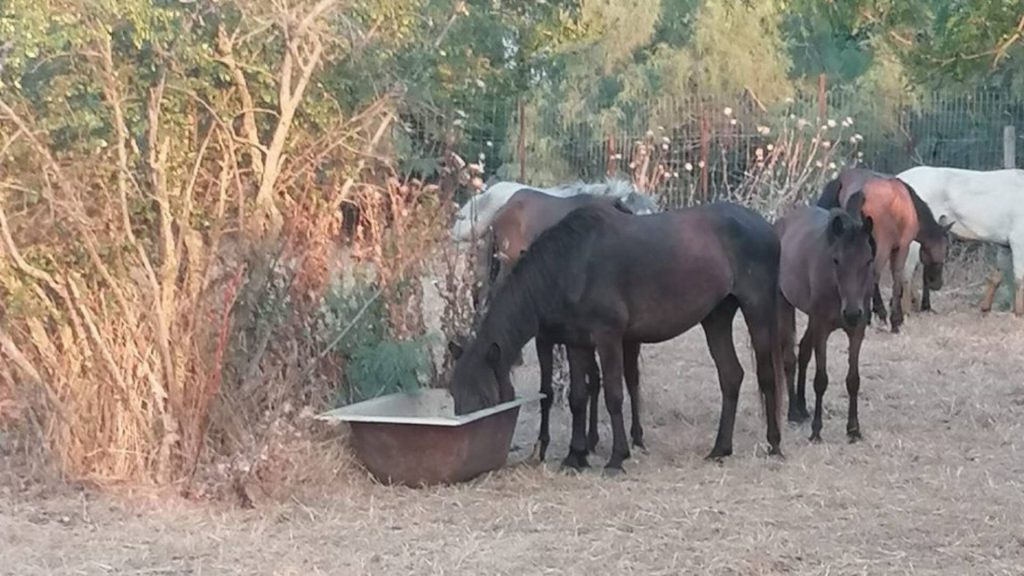 Νεκρά άλογα στον Έβρο: «Το νερό έχει γίνει 100% θαλασσινό – Το πρόβλημα ξεκίνησε με το κλείσιμο του φράγματος από την Τουρκία»
