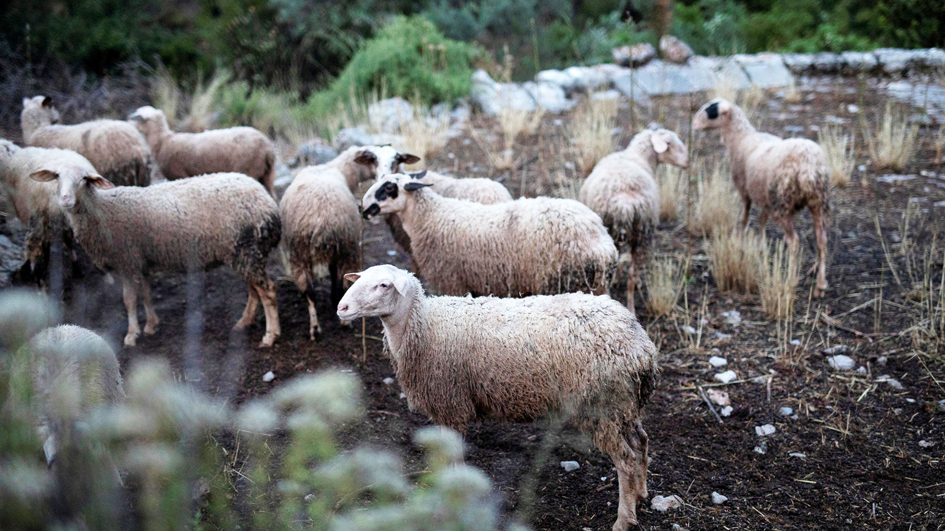 «Έρχονται» αυξήσεις στις τιμές των κρεάτων λόγω της πανώλης στα αιγοπρόβατα