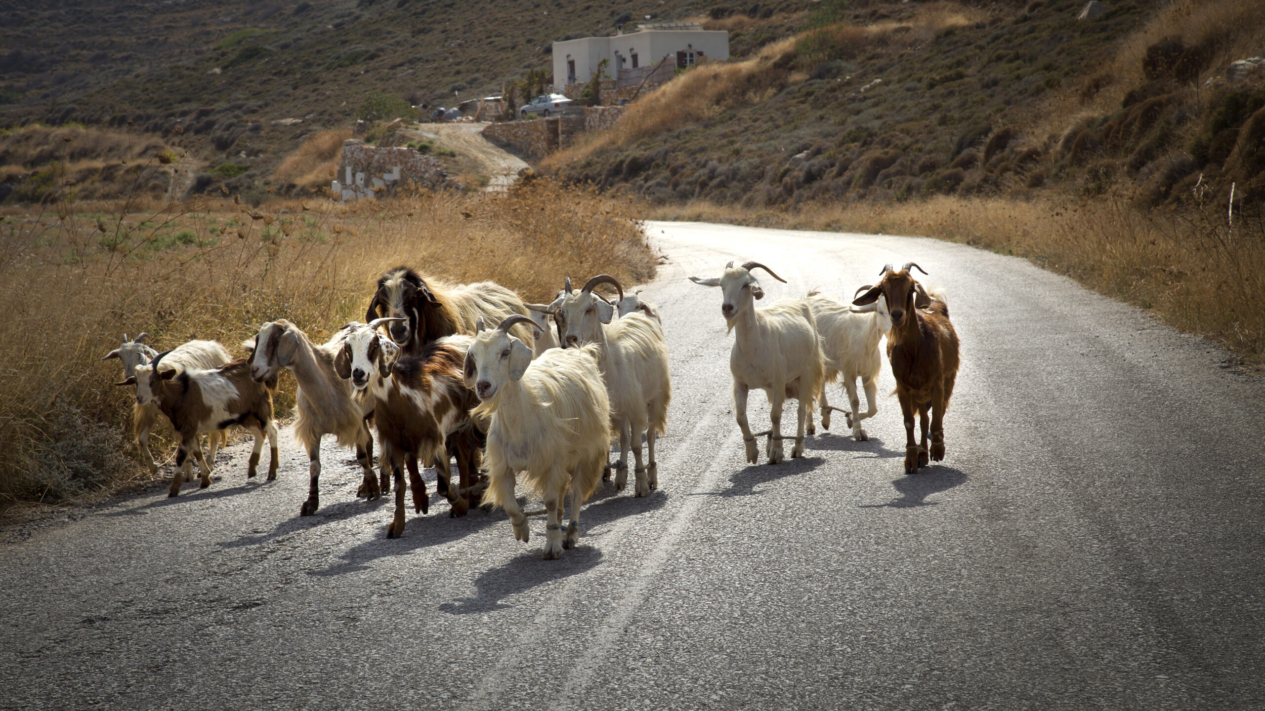 Αυξάνονται τα κρούσματα πανώλης στα αιγοπρόβατα – Εντοπίστηκαν δύο σε Λάρισα και Κόρινθο