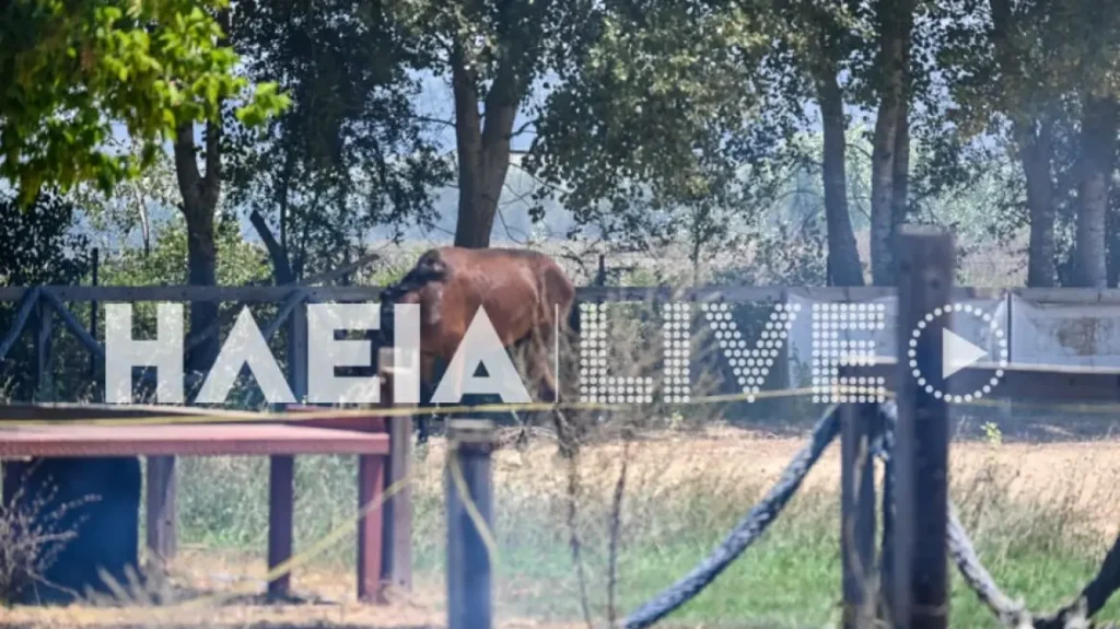 Στις φλόγες τυλίχτηκε στάβλος με άλογα στον Πύργο – Απομακρύνθηκαν με ασφάλεια τα ζώα (βίντεο)