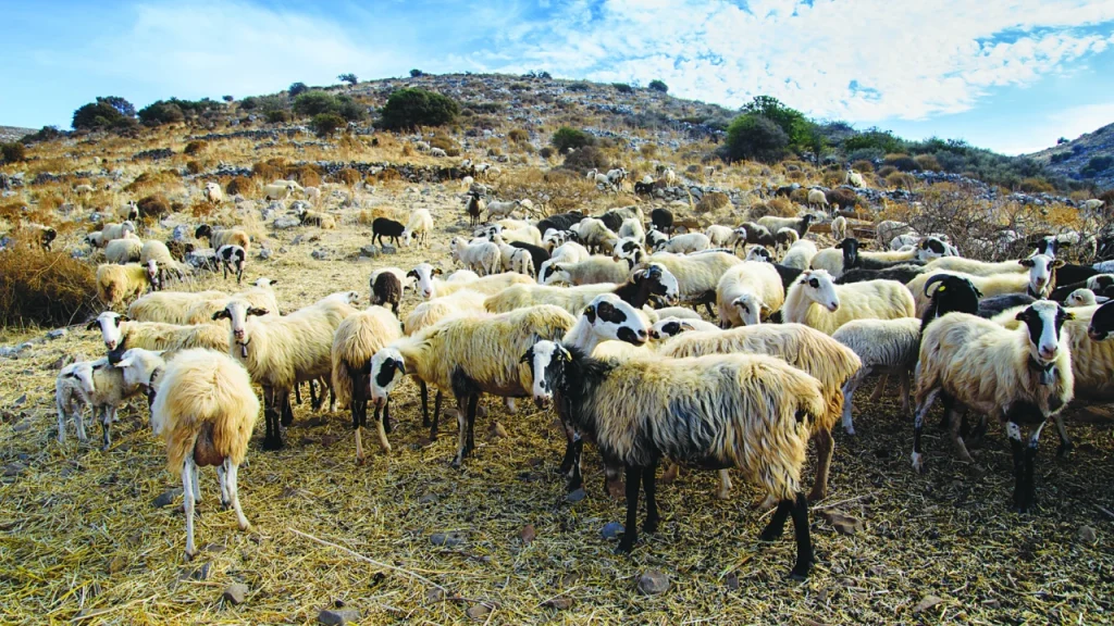 Αχαΐα: Περιοριστικά μέτρα για να μην υπάρξει εξάπλωση της πανώλης στα αιγοπρόβατα της περιοχής