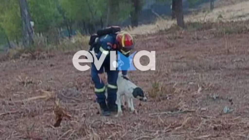 Φωτιά στην Εύβοια: Η στιγμή που πυροσβέστης σώζει σκύλο μέσα από το δάσος (βίντεο) 