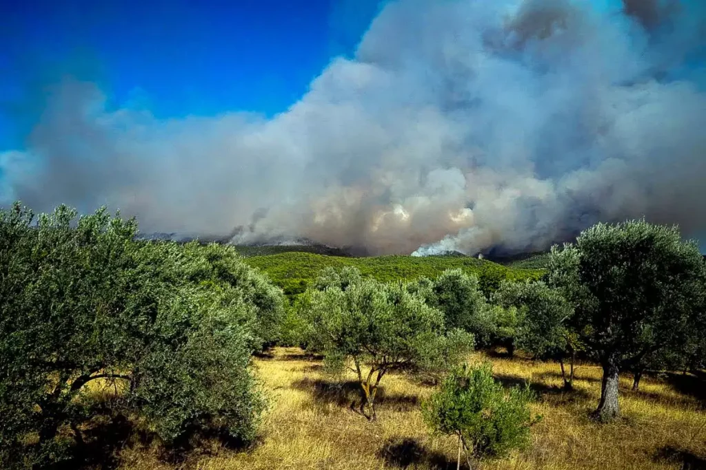 Από άγριο πτηνό προκλήθηκε η πυρκαγιά στην Εύβοια -Έκατσε στα καλώδια της ΔΕΗ 