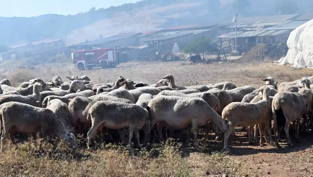 Ελληνική Κτηνιατρική Εταιρεία: Τι πρέπει να ξέρουν οι κτηνοτρόφοι για την πανώλη των αιγοπροβάτων