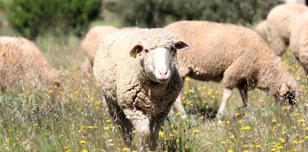 Ροδόπη: Εντοπίστηκε κρούσμα της πανώλης των αιγοπροβάτων