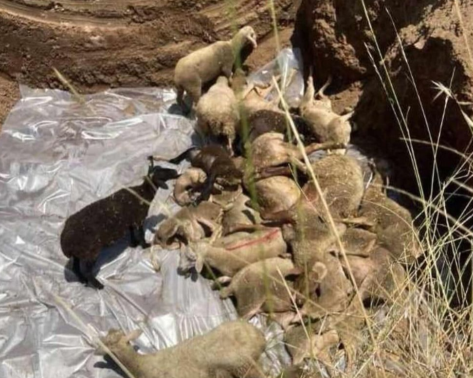 Πάνω από 14.000 ζώα έχουν θανατωθεί λόγω της πανώλης – Οι ευθύνες της πολιτείας – Τι ζητά ο Περιφερειάρχης Θεσσαλίας