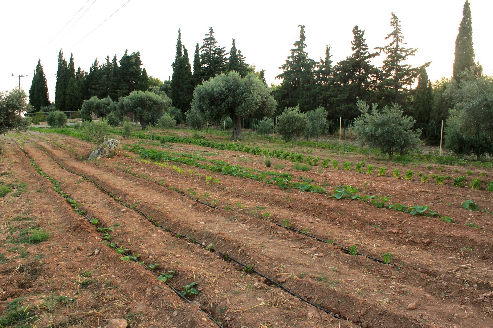 Κρήτη: 37χρονος πατέρας τριών παιδιών αυτοκτόνησε με όπλο στο χωράφι του