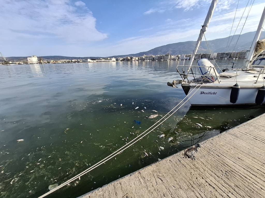 Βόλος: Ψάρια του γλυκού νερού ξεβράζονται στην παραλία – Από που προέρχονται