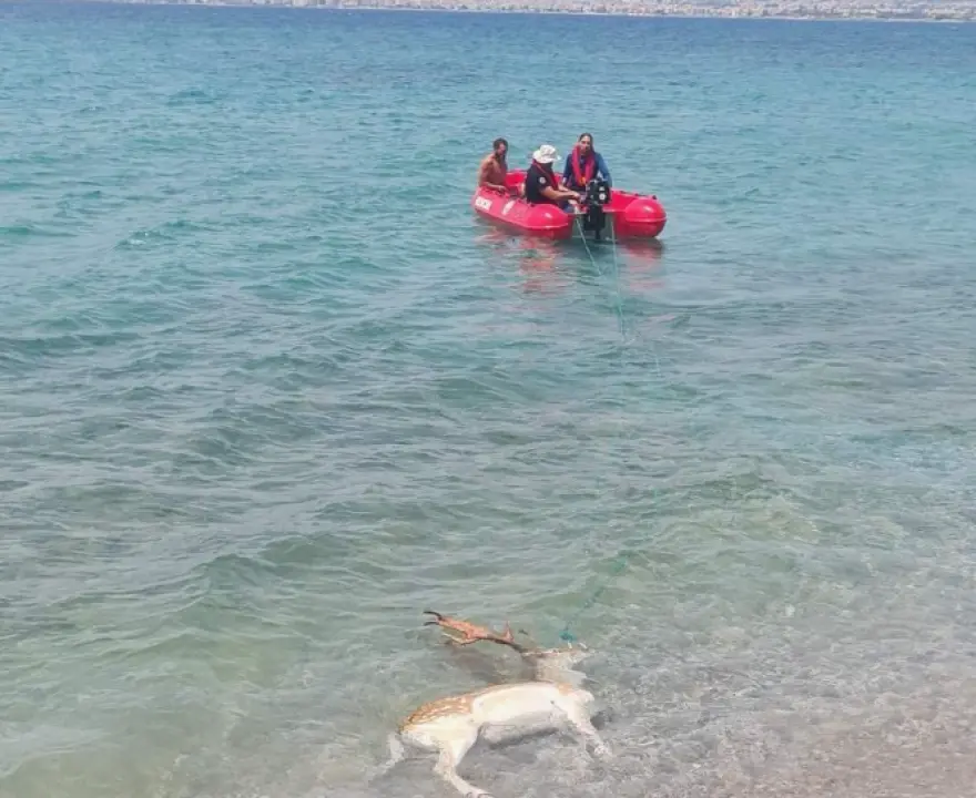 Καλαμάτα: Νεκρό από τη θάλασσα στον Αλμυρό ανασύρθηκε ελάφι (φωτο)