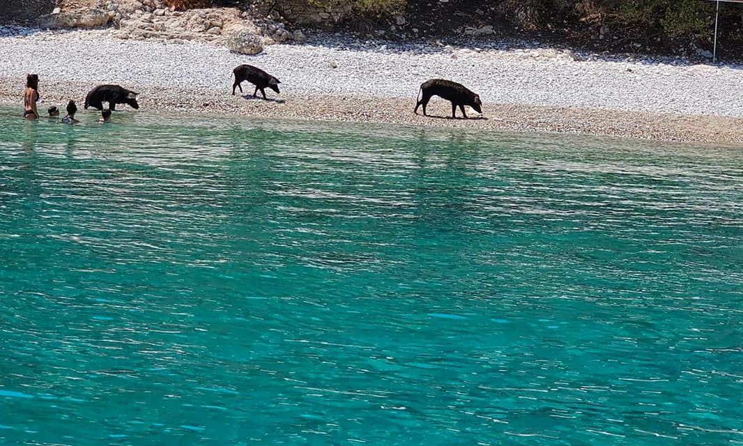 Λευκάδα: Αγριογούρουνα κάνουν τις βουτιές τους στην παραλία της νησίδας Άτοκος