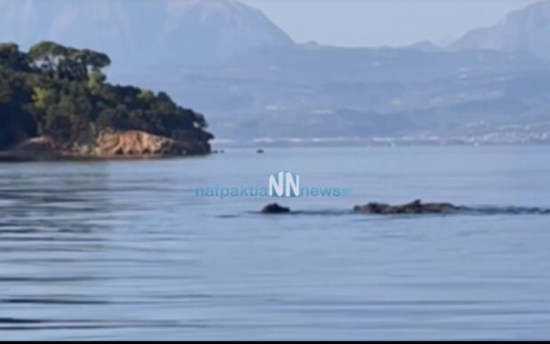 Αγριογούρουνα έκαναν την εμφάνισή τους στη θάλασσα και στα Τριζόνια Φωκίδας