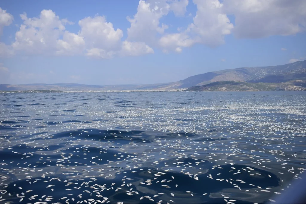 Μεγάλη οικολογική καταστροφή στον Παγασητικό Κόλπο: Η λίμνη Κάρλα μετατρέπεται σε «Νεκρά Θάλασσα»