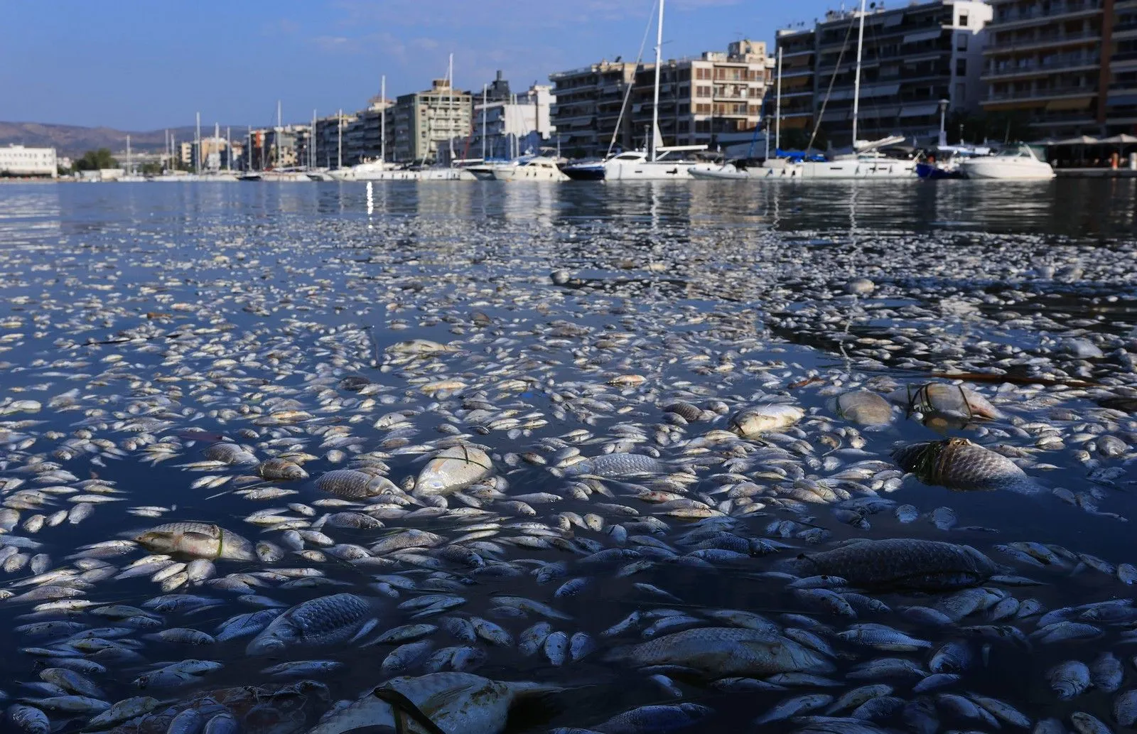 Νεκρά ψάρια στον Βόλο: Πρώην υποψήφιος ευρωβουλευτής της ΝΔ «καρφώνει» υπουργό της κυβέρνησης