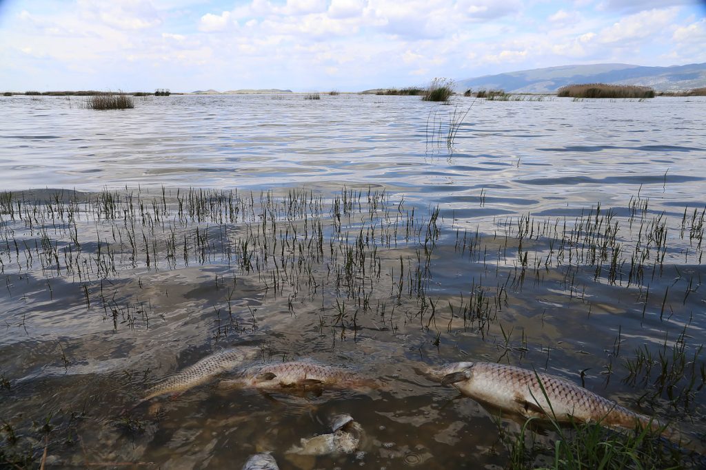 Θεσσαλία: Οι αρμόδιες αρχές άδειαζαν τα νερά της λίμνης Κάρλα χωρίς δίχτυ για τα ψάρια