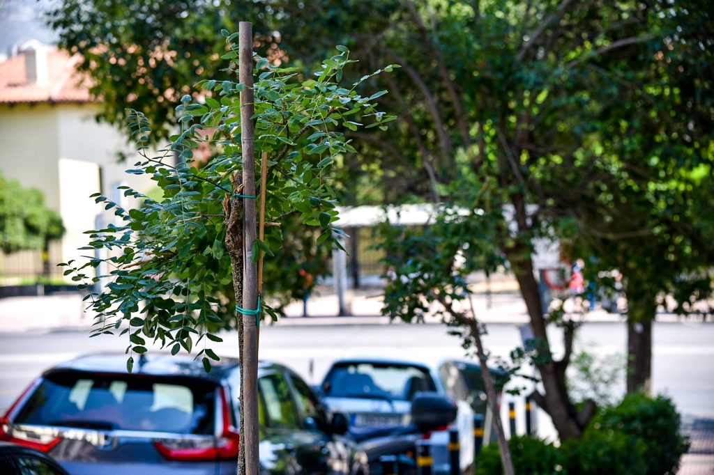 Οι γειτονιές με πολλά δέντρα μπορούν να αποτελέσουν «φάρμακο» για τις καρδιοπάθειες