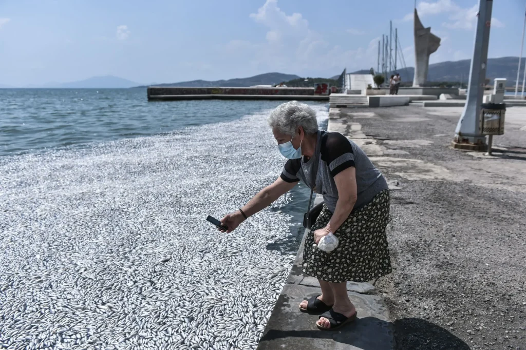 Βόλος: Μαζεύτηκαν 95 τόνοι νεκρά ψάρια από την παραλία – Σε εξέλιξη η επιχείρηση