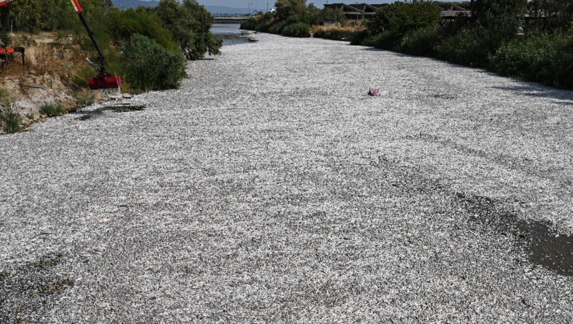 Ευρωβουλευτές του ΚΚΕ κατέθεσαν ερώτημα στην Κομισιόν για τα νεκρά ψάρια στο Βόλο